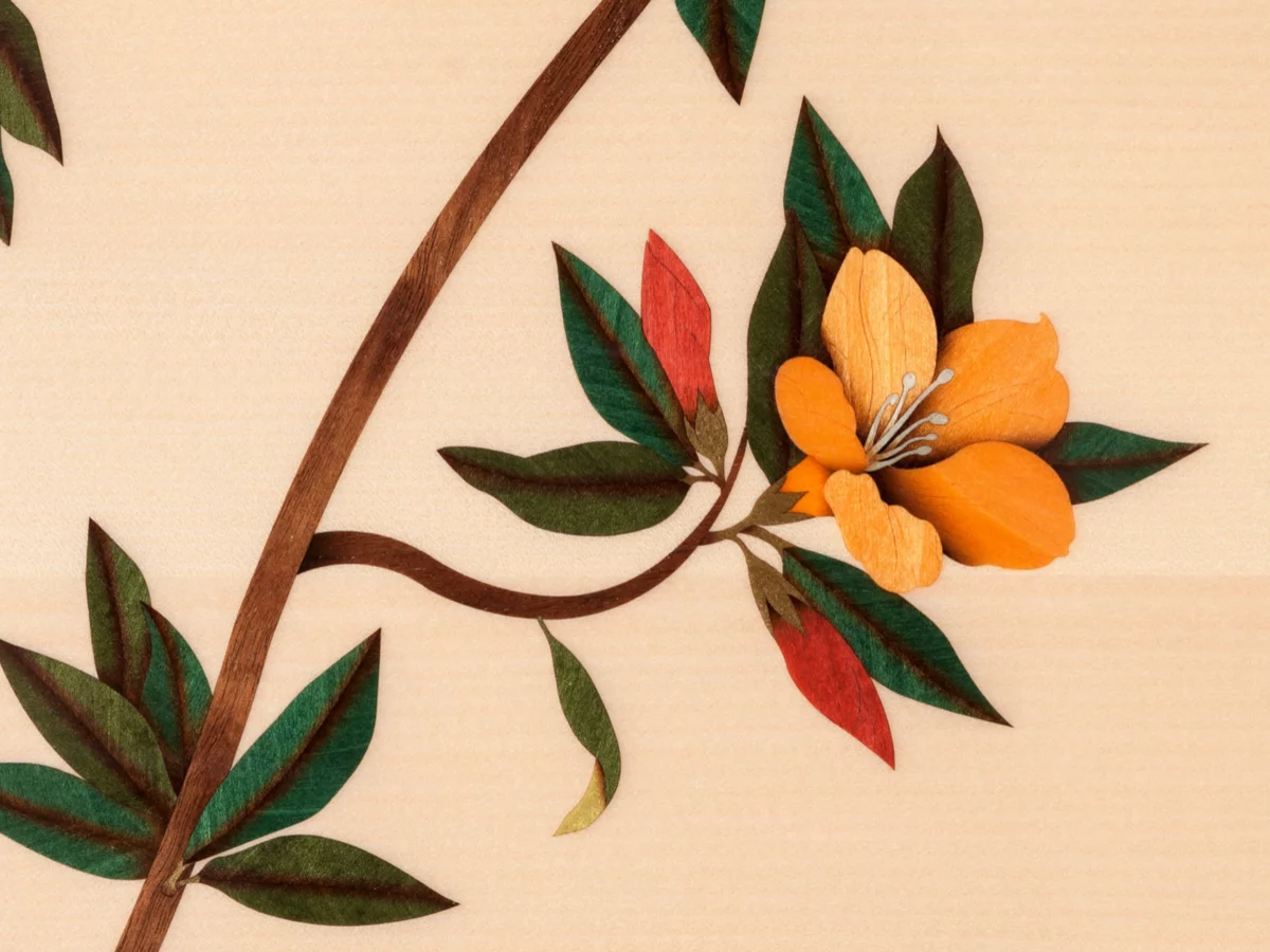 [Collector's Item] DRAGONFLY