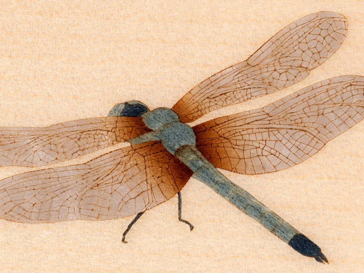 [Collector's Item] DRAGONFLY