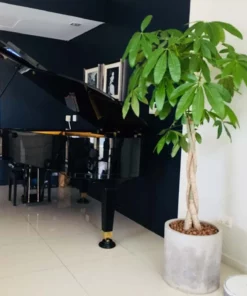PIANO APOLLO A30